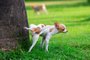 Cute small dog peeing on a tree in an park.Fonte: 279284037<!-- NICAID(15468714) -->