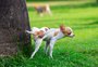 Cachorro precisa mesmo sair de casa para fazer xixi? Veterinária explica
