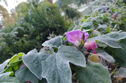 Com -1,3°C, Canela registra a menor temperatura do RS nesta terça-feira<!-- NICAID(15111010) -->