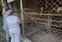 Por que ações sanitárias seguem mesmo após encerramento do foco de gripe aviária em Montenegro