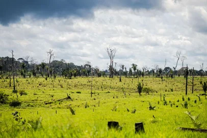 O desmatamento no Cerrado registrou um aumento de 83% em maio de 2023 em relação ao mesmo mês do ano passado. No mesmo período, por outro lado, o desmatamento na Amazônia caiu 10% em comparação a 2022. O Ministério do Meio Ambiente e Mudança do Clima divulgou nesta quarta-feira (7), os dados do Sistema de Detecção de Desmatamento em Tempo Real (Deter), do Instituto Nacional de Pesquisas Espaciais (Inpe).<!-- NICAID(15451085) -->
