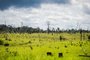 O desmatamento no Cerrado registrou um aumento de 83% em maio de 2023 em relação ao mesmo mês do ano passado. No mesmo período, por outro lado, o desmatamento na Amazônia caiu 10% em comparação a 2022. O Ministério do Meio Ambiente e Mudança do Clima divulgou nesta quarta-feira (7), os dados do Sistema de Detecção de Desmatamento em Tempo Real (Deter), do Instituto Nacional de Pesquisas Espaciais (Inpe).<!-- NICAID(15451085) -->