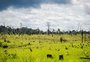 Desmatamento na Amazônia cai 31% de janeiro a maio, mas cenário é oposto no Cerrado