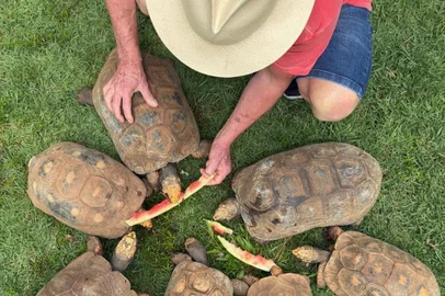 Lula alimentando jabutis na Granja do Torto<!-- NICAID(15944187) -->