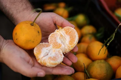 CAXIAS DO SUL, RS, BRASIL 19.05.2025. Após quebra na última safra, bergamota deve chegar mais saborosa e em maior quantidade na mesa dos consumidores da Serra. Expectativa para este ano é de uma produção cheia, de 16 mil toneladas, em 760 propriedades da região. Na foto, a fruta na Ceasa Serra. (Ulisses Castro / Agência RBS).<!-- NICAID(16040609) -->