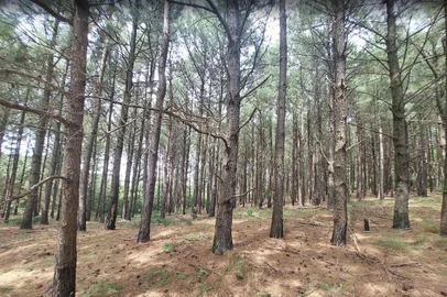 Parque Natural Municipal Saint’Hilaire tem 13 mil pinheiros invasores. Foto: SMAMUS / Divulgação<!-- NICAID(16248380) -->