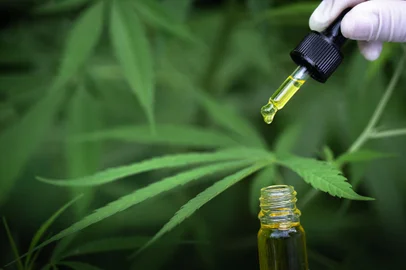 The hands of scientists dropping marijuana oil for experimentation and research, ecological hemp plant herbal pharmaceutical cbd oil from a jar.Fonte: 370517133<!-- NICAID(15485561) -->