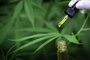 The hands of scientists dropping marijuana oil for experimentation and research, ecological hemp plant herbal pharmaceutical cbd oil from a jar.Fonte: 370517133<!-- NICAID(15485561) -->