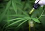 Governo quer liberar e regular plantio de cannabis para uso medicinal no Brasil; veja o que dizem instituições