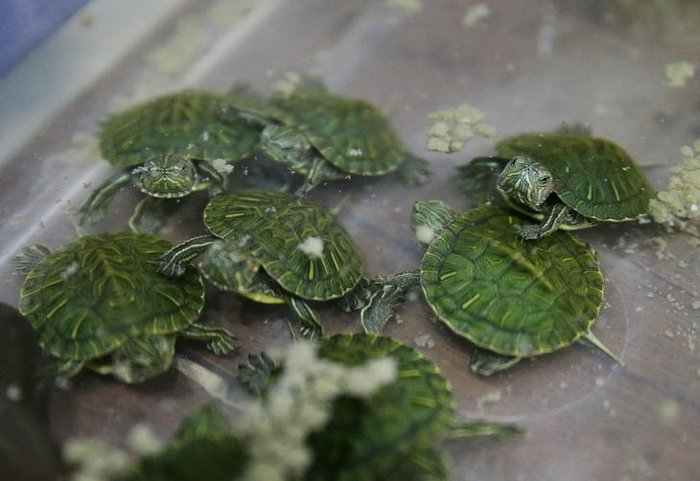 Félix Zucco / Agencia RBS