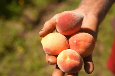 Na safra de 2025/26, devem ser colhidas 170 mil toneladas da fruta no RS. A cadeia de produção envolve 1800 famílias<!-- NICAID(16188640) -->