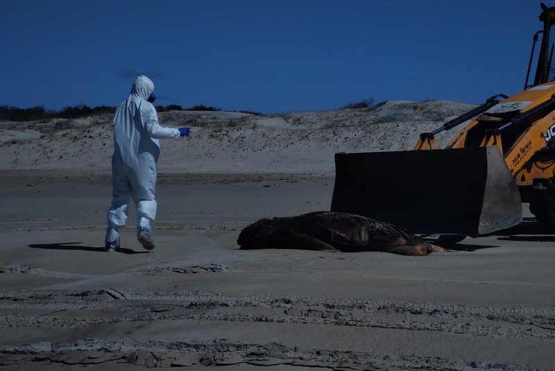 Em três dias, 141 leões e lobos marinhos foram enterrados em Santa Vitória do Palmar, no Sul do Estado, em decorrência da Gripe Aviária. Somente no município do Litoral Sul, 147 mamíferos aquáticos já foram encontrados mortos. Todos tiveram o resultado positivo para H5N1.<!-- NICAID(15572574) -->