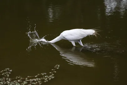 PORTO ALEGRE, RS, BRASIL - 2024.11.28 - Lago da Praça Itália, em Porto Alegre, está com nível muito baixo, possivelmente representando risco a peixeis e tartarugas que habitam o local. A praça foi adotada pelo shopping Praia de Belas. Na foto: Garça aproveita nível baixo da água para se alimentar (Foto: André Ávila/ Agência RBS)Indexador: Andre Avila<!-- NICAID(15924662) -->