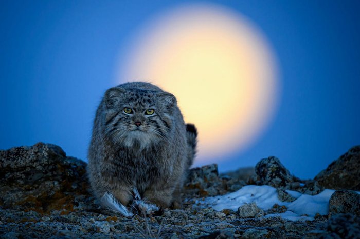 Xingchao Zhu / Wildlife Photographer of the Year / Divulgação