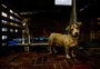 Abrigos de pets resgatados na enchente em Porto Alegre receberão verba de programa do RS