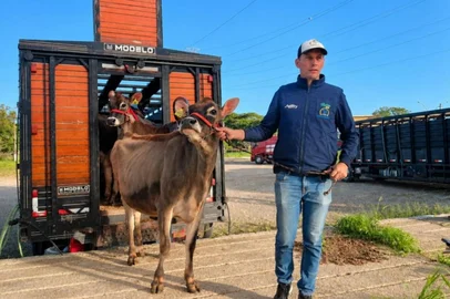 Fernando Dias / Seapi/ Divulgação Primeiro animal a chegar à Fenasul Expoleite 2026 é de Santa Catarina<!-- NICAID(16282622) -->