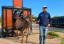 A rotina de “atleta” da primeira vaca a chegar à Fenasul Expoleite