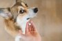 Welsh corgi pembroke sick dog receiving a medifaction in a pill, lookng to the camera. hand with a pill and a dog. owner giving a pill to a dog.Fonte: 357497627<!-- NICAID(15499934) -->