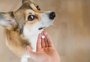 Sete dicas para dar remédio em comprimido ao seu cachorro