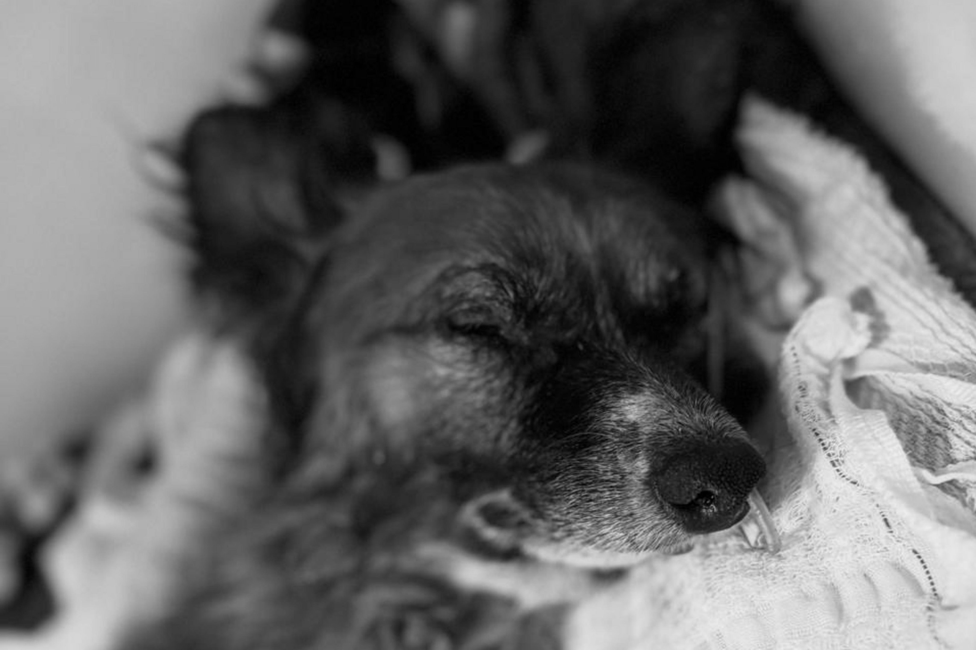 Morre cachorro que foi enterrado vivo em Sapiranga