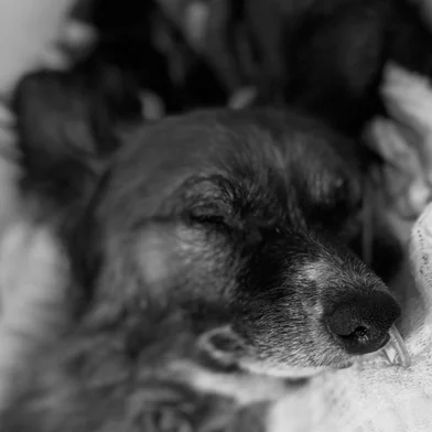 Morre cachorro que foi enterrado vivo em Sapiranga<!-- NICAID(16215568) -->