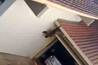 Bugio é flagrado por moradores na área central de Nova Prata<!-- NICAID(15869378) -->