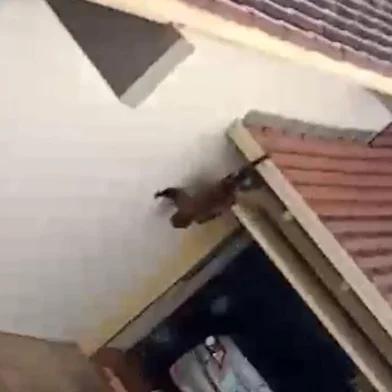 Bugio é flagrado por moradores na área central de Nova Prata<!-- NICAID(15869378) -->