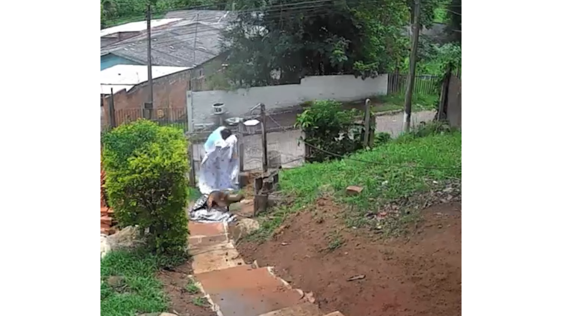 "Cena de horror": v&iacute;deo mostra ataque de abelhas africanizadas a cachorra