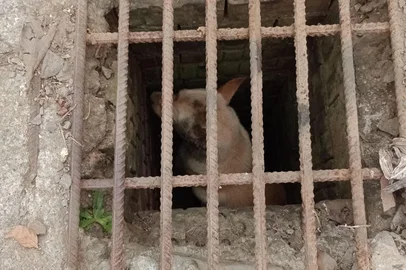 Cão é resgatado por bombeiros após ficar preso dentro de bueiro, em Nova Prata <!-- NICAID(16004887) -->