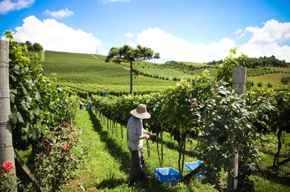 Colhieta da uva no Vale dos Vinhedos<!-- NICAID(12716451) -->