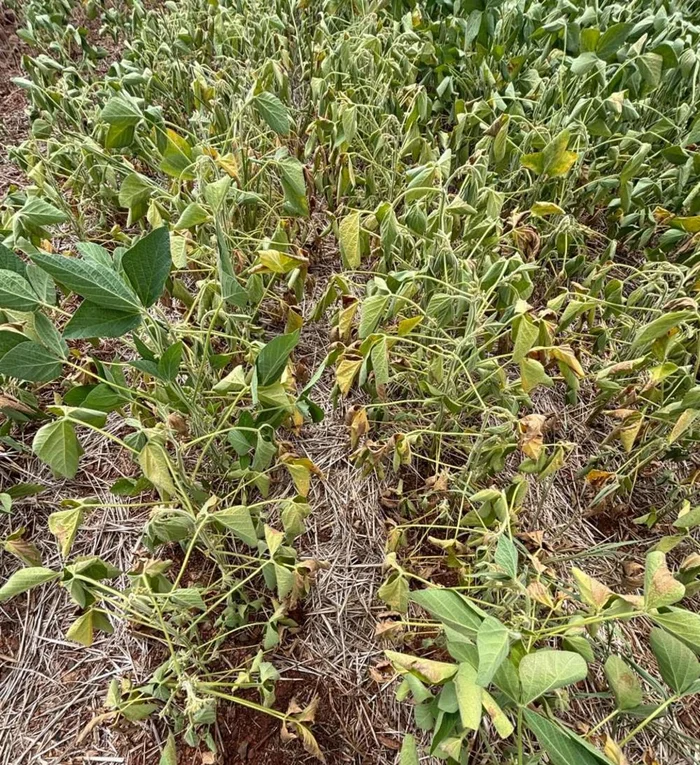 Fernando Zimermann / Arquivo Pessoal