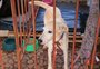 Feira de adoção na Redenção busca lares para cães e gatos resgatados na enchente