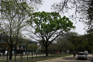 Porto Alegre, RS, Brasil – Arborização urbana na capital gaúcha. Árvores integram a paisagem da cidade, contribuindo para a qualidade de vida, a preservação ambiental e a formação de áreas verdes no espaço urbano.<!-- NICAID(16371801) -->