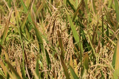 SÃO BORJA, RS, BRASIL 09/02/2017 - Colheita do arroz na Capiati Agropecuária, Vila Nhu-Porã, São Borja. Proprietários: Adalberto Pereira Alvarez e seus filhos Fernando Fabbrin Alvarez e Bernardo Fabbrin Alvarez.Indexador: CLAUDIO GOTTFRIED<!-- NICAID(12726148) -->