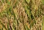 Sai autorização para compra de arroz via Conab com aporte de até R$ 181 milhões