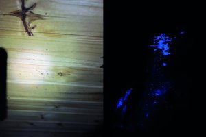 Polícia Civil / Divulgação