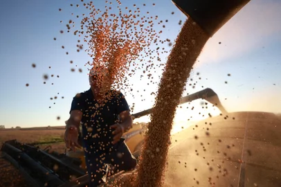 Muitos Capões, RS, Brasil - A soja e a Economia que ela movimenta. Colheita da soja na Fazenda Três Rios nos Campos de Cima da Serra. Na foto Seu Paulo, Funcionário da Fazenda Três Rios há 42 anos.<!-- NICAID(15747634) -->