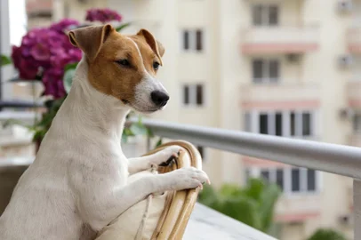 Cachorro, dog. Foto: Evrymmnt  / stock.adobe.comFonte: 445624485<!-- NICAID(15676708) -->