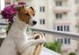 Coceira no ouvido, pulgas e mais: confira 10 problemas de saúde que os pets podem ter no fim do verão