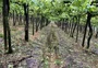 Flores da Cunha calcula prejuízo de R$ 70 milhões na agricultura após chuvas
