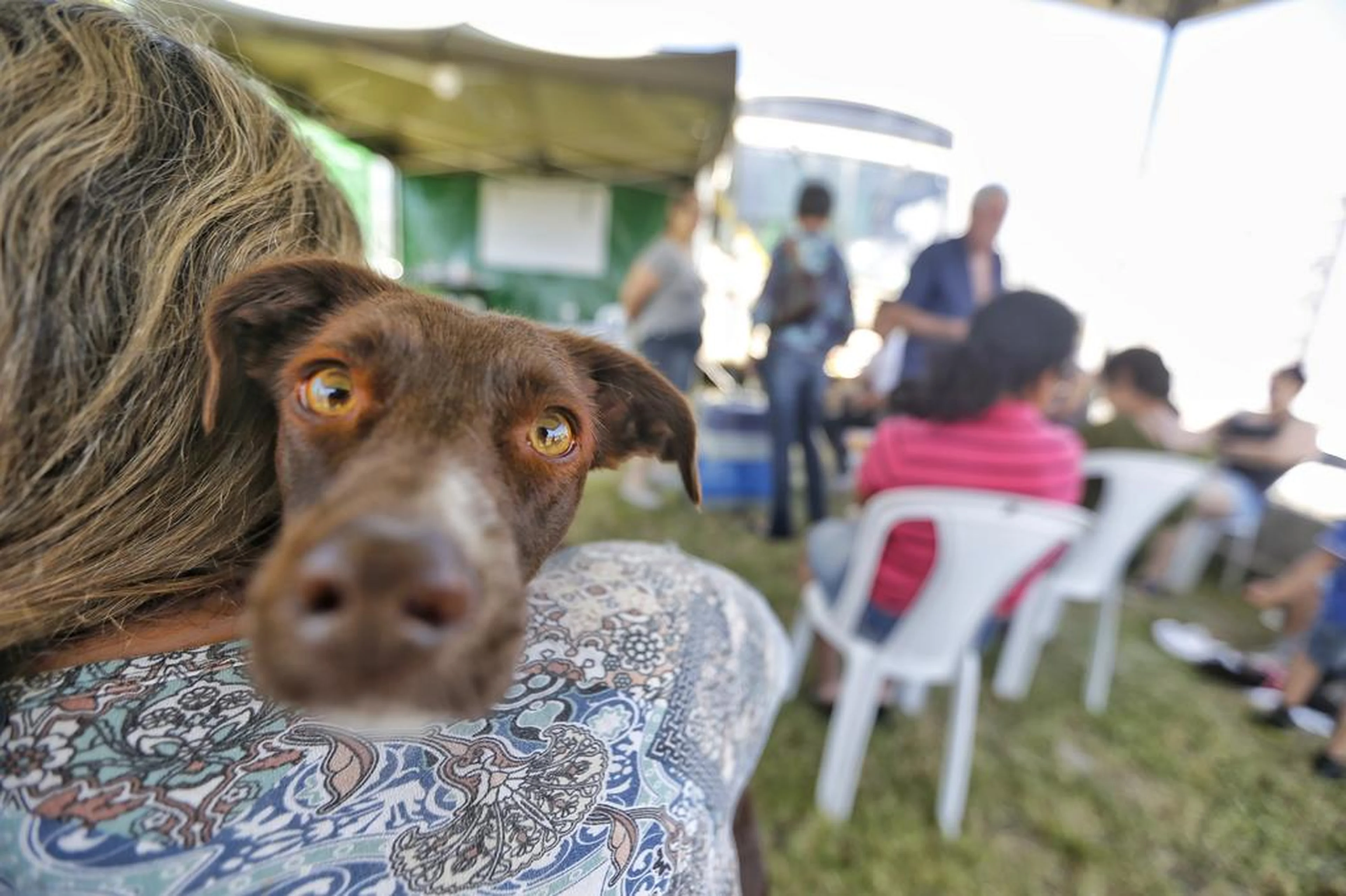 Lauro Alves/Agencia RBS