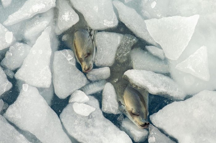 Tamara Stubbs and Atlantic Productions / Wildlife Photographer of the Year / Divulgação