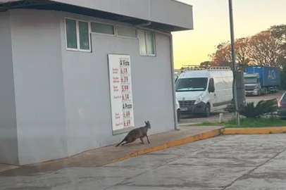 Michele Gois / Divulgação Veado ferido é resgatado às margens da RS-153, em Coxilha, e morre após atendimento<!-- NICAID(16328051) -->