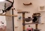 A moda dos “cat-café” em alta: cafeteria de Porto Alegre viabiliza a adoção de 469 gatos em 500 dias