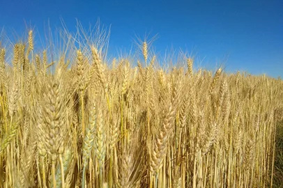 Pesquisa mostra que cultura do trigo absorve mais CO2 do que emite<!-- NICAID(15453883) -->