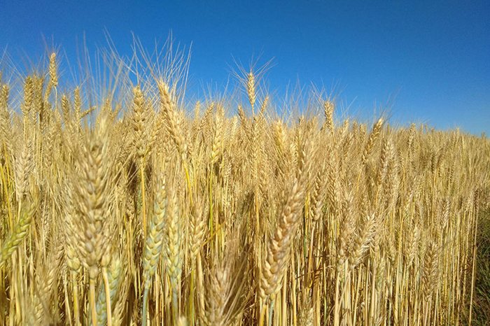 José Henrique Chagas / Divulgação