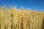 Pesquisa mostra que cultura do trigo absorve mais CO2 do que emite<!-- NICAID(15453883) -->