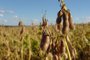 ***  Jean Pimentel- fotos da soja  ***Expectativa  para  boa colheita da soja em 2006, mas os produtores rurais reclamam  do baixo preço pago pela saca.><!-- NICAID(1773664) -->