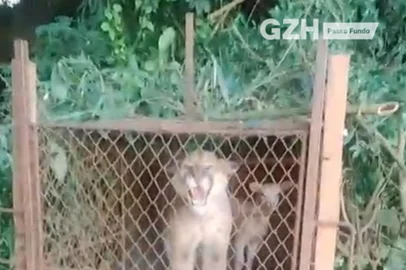Onça-parda encontrada em Palmeira das Missões é resgatada e solta na mata; veja vídeo<!-- NICAID(16073236) -->
