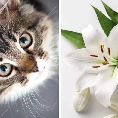 10 espécies de plantas tóxicas para os gatos<!-- NICAID(15539559) -->